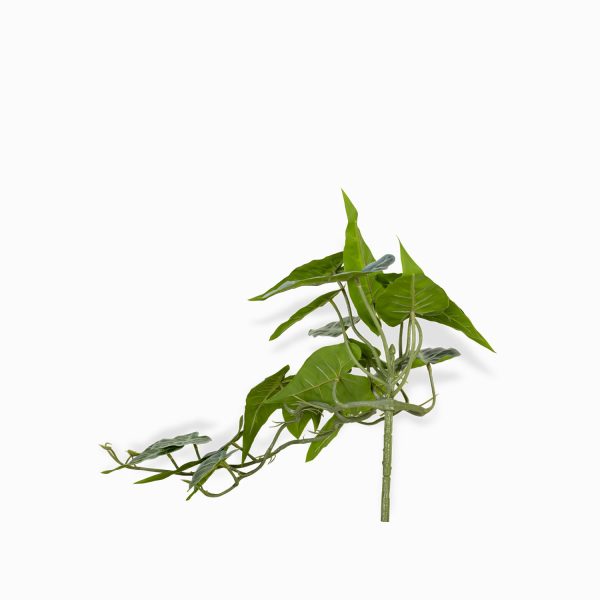 Racimo Caladium - Imagen 5