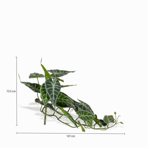 Racimo Caladium - Imagen 3