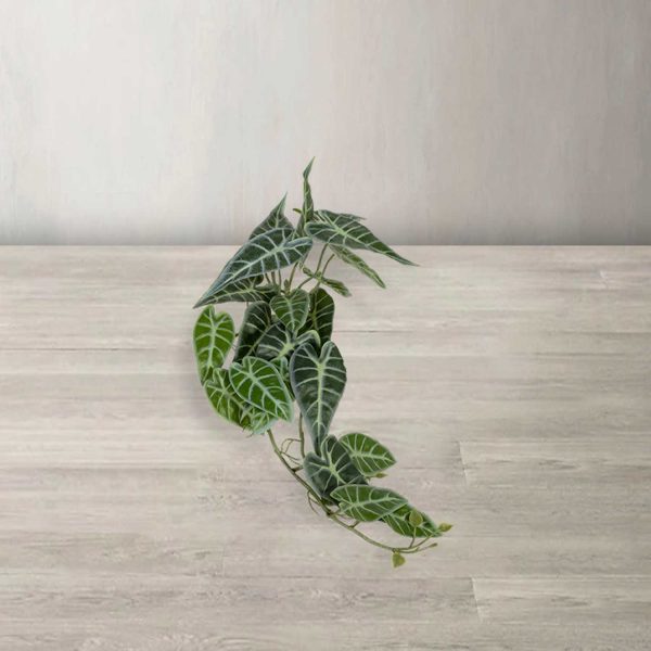 Racimo Caladium - Imagen 2