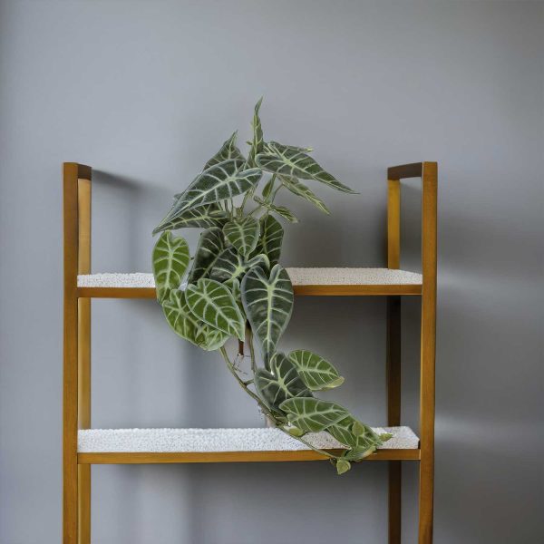Racimo Caladium - Imagen 4