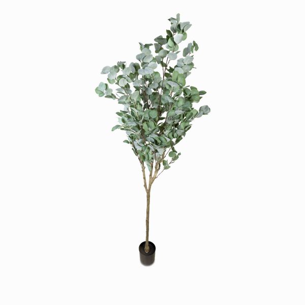 Arbol eucalipto 180cm