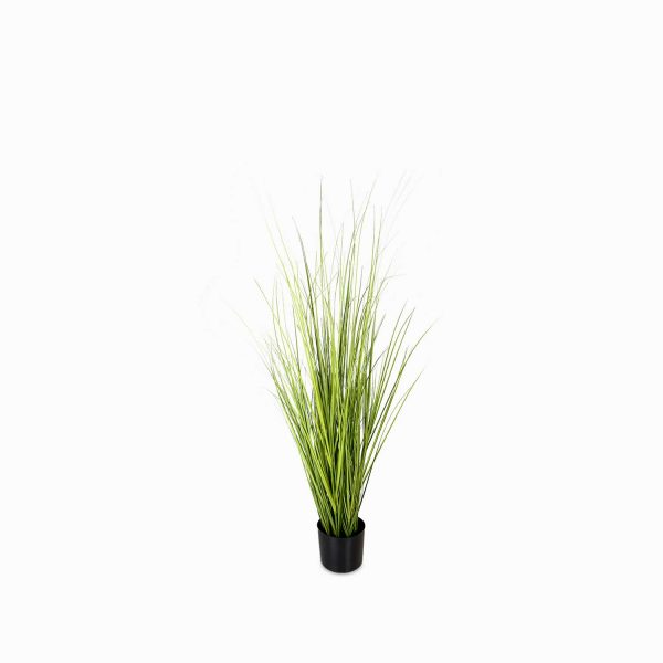 Planta pampas 120cm