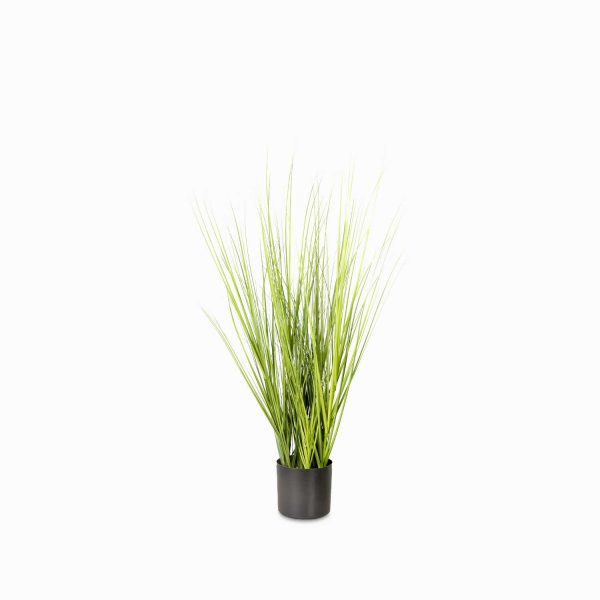 Planta pampas 100cm