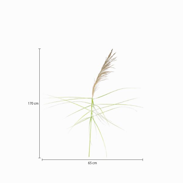 Junco natural 150cm - Imagen 3