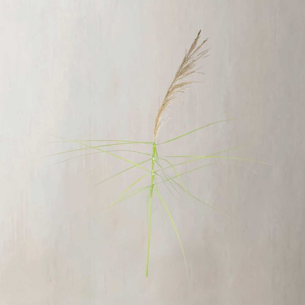 Junco natural 150cm - Imagen 2