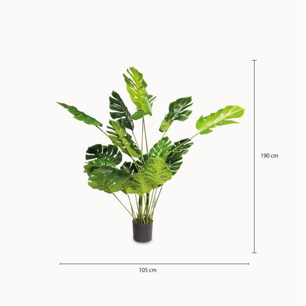 Monstera 165 cm - Imagen 3