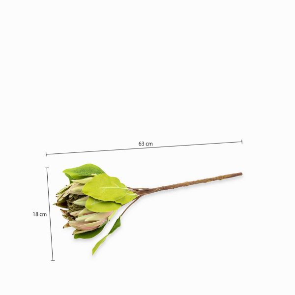 Flor Protea 63 cm - Imagen 3