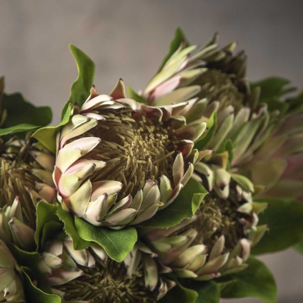 Flor Protea 63 cm - Imagen 5