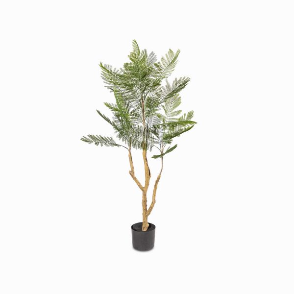 Palmera fénix