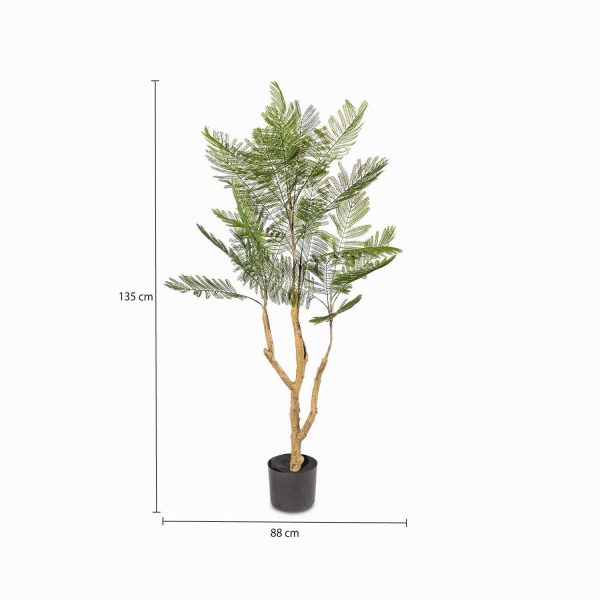 Palmera fénix - Imagen 3