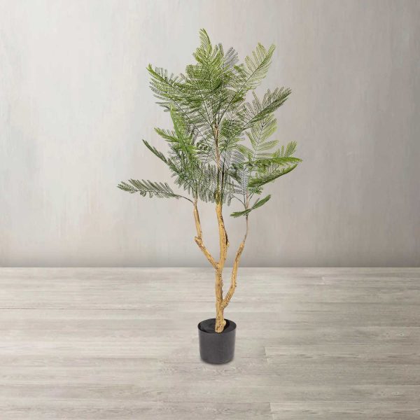 Palmera fénix - Imagen 2