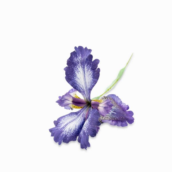 Lirio Morado 83 cm