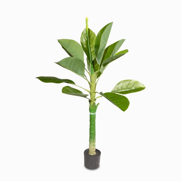 Anturio 130 cm