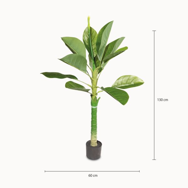 Anturio 130 cm - Imagen 3