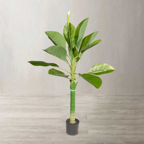 Anturio 130 cm - Imagen 2