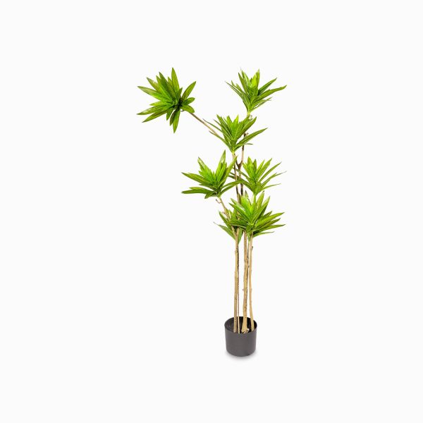 Yuca 140 cm