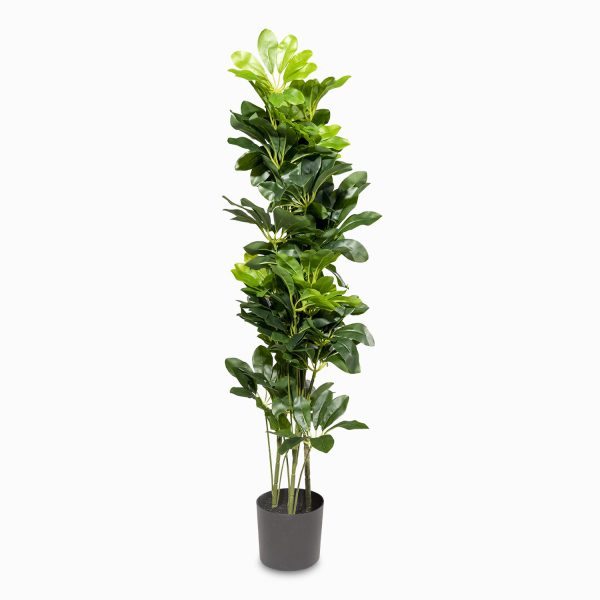 Cheflera 90 cm