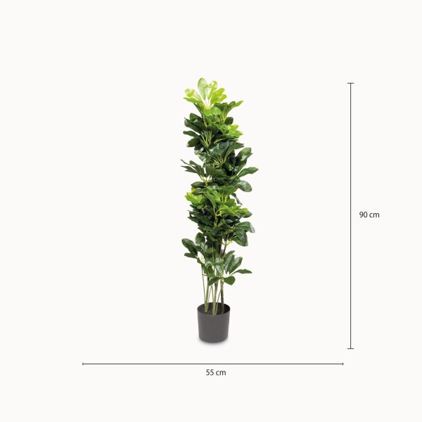 Cheflera 90 cm - Imagen 3