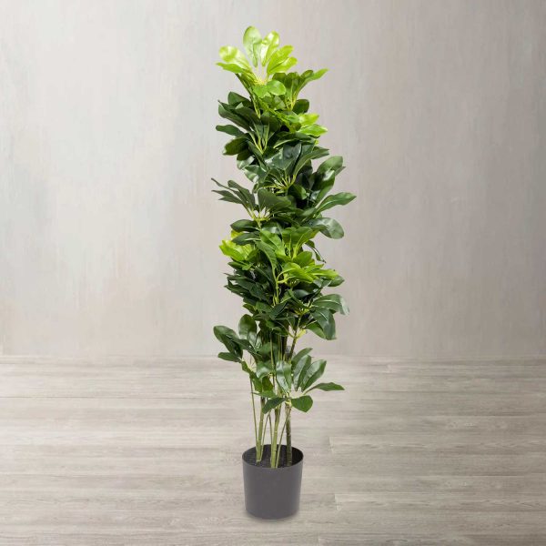 Cheflera 90 cm - Imagen 2