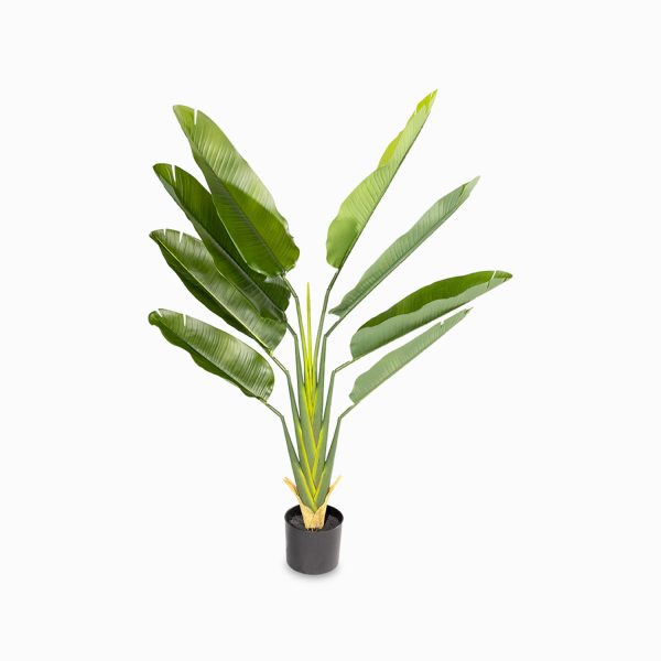 Estrelitzia 140 cm