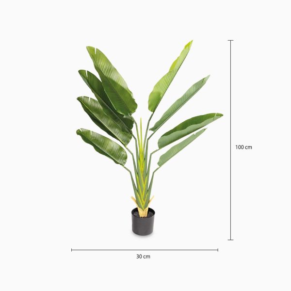 Estrelitzia 140 cm - Imagen 3