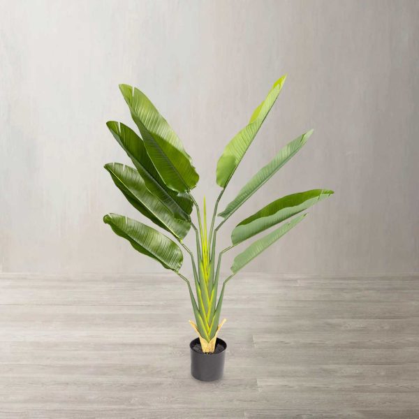 Estrelitzia 140 cm - Imagen 2