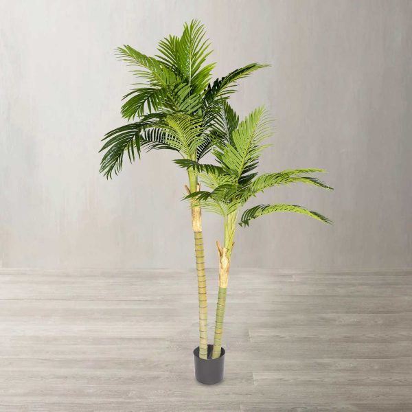 Palma Areca 180 cm - Imagen 2