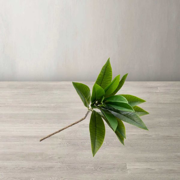 Plumeria 90 cm - Imagen 2