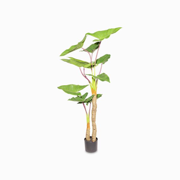 Alocasia 150 cm