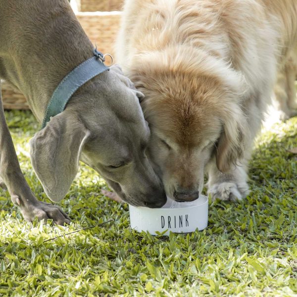 Bowl para mascotas DRINK - Imagen 4