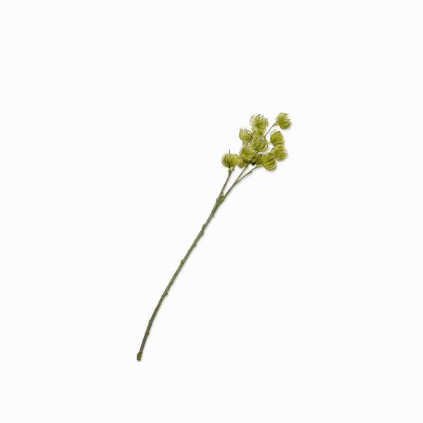 Flor pino silvestre verde