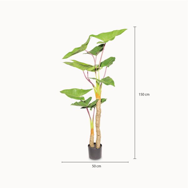 Alocasia 150 cm - Imagen 3
