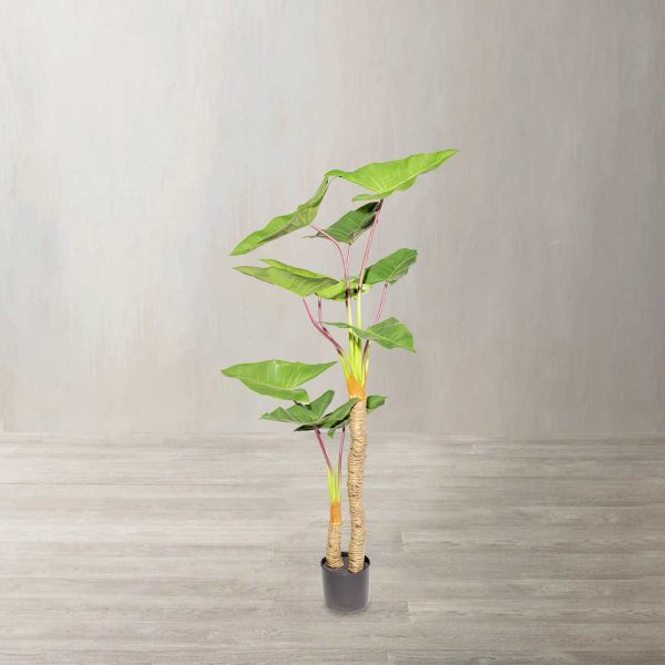 Alocasia 150 cm - Imagen 2