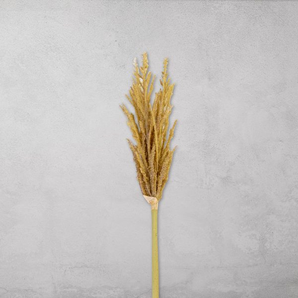 Miscanto 35cm - Imagen 2