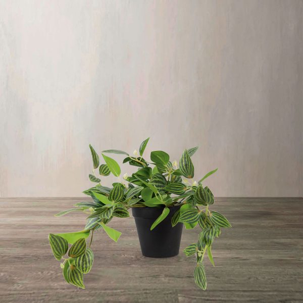 Planta Cantia Cebrina - Imagen 2