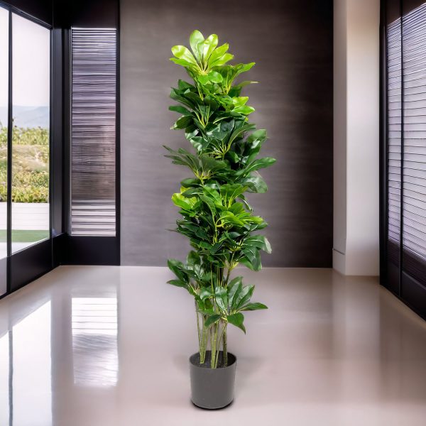 Cheflera 90 cm - Imagen 4