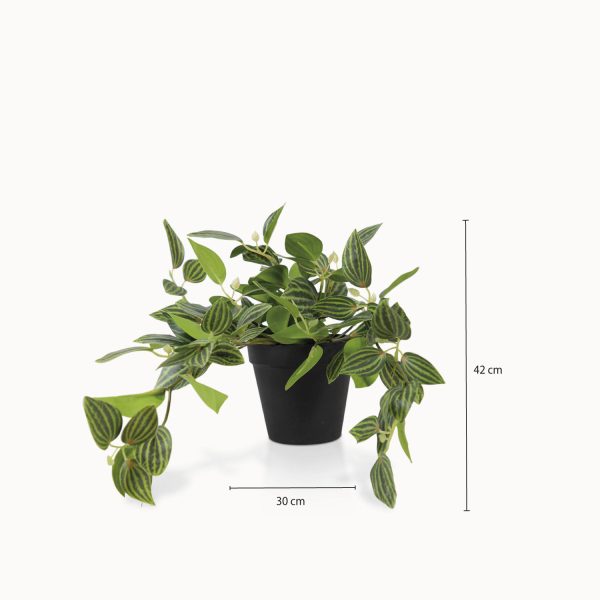 Planta Cantia Cebrina - Imagen 3