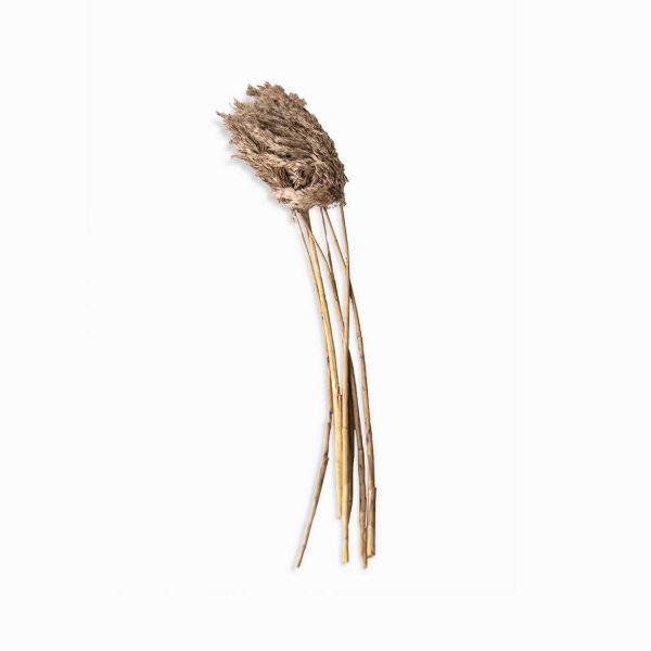 Pluma de bambú