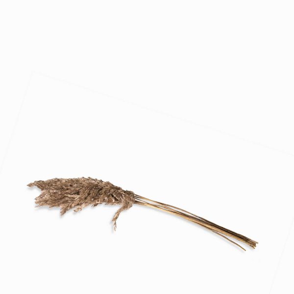 Pluma de bambú - Imagen 2