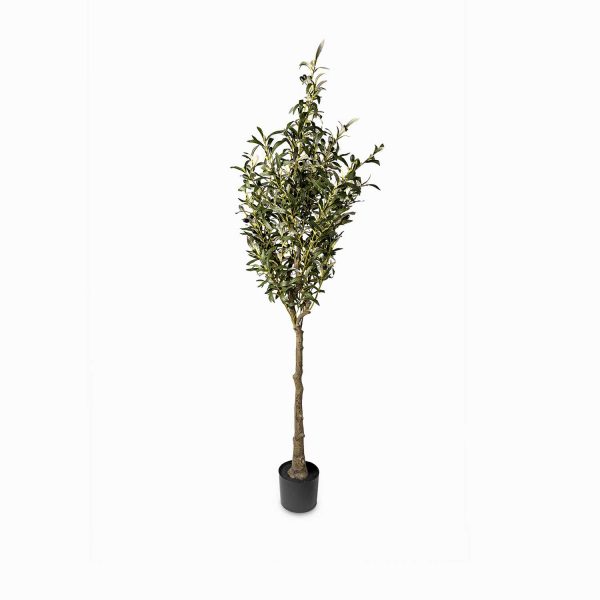 Olivo 180cm