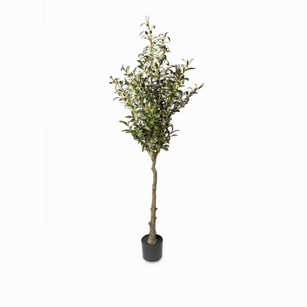 Olivo 180cm - Imagen 2