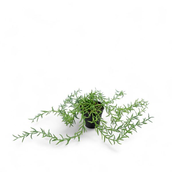 Othona 40cm - Imagen 3