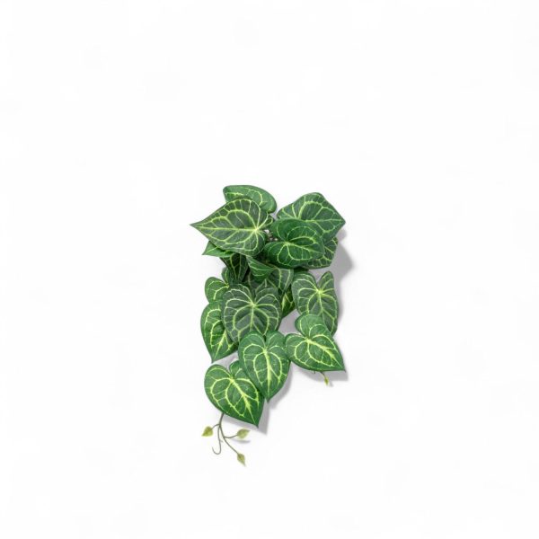 Singonio colgante 54cm
