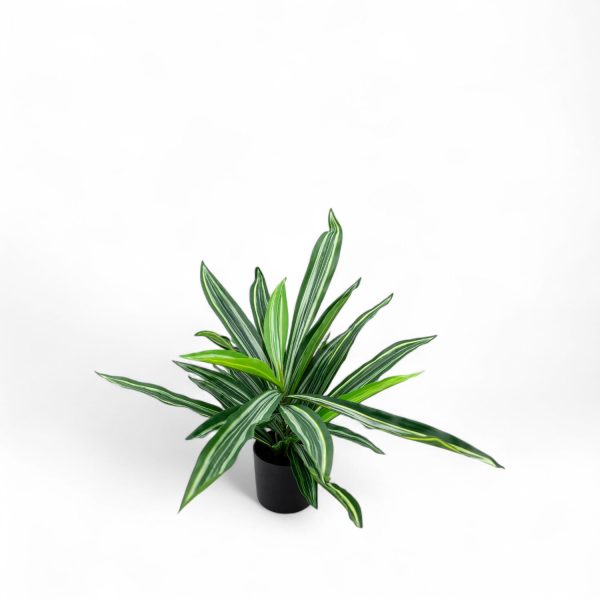 Dracena 60cm