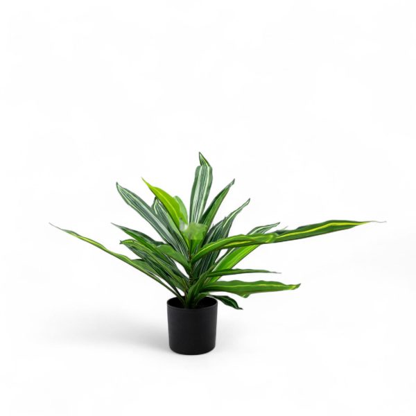 Dracena 60cm - Imagen 2