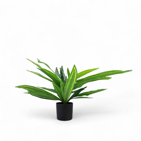 Dracena 60cm - Imagen 3