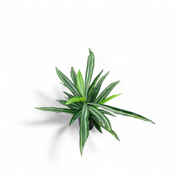 Dracena 60cm - Imagen 4