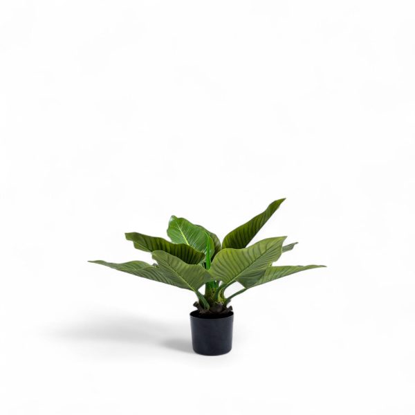 Planta Anturio 63cm