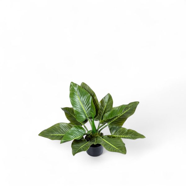 Planta Anturio 63cm - Imagen 2