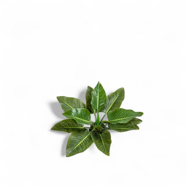 Planta Anturio 63cm - Imagen 3